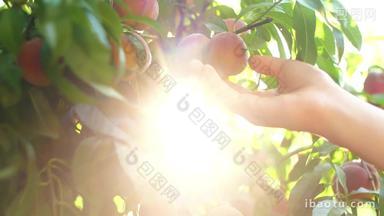 采摘树上的桃子